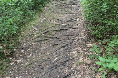 A winding dirt path surrounded by dense greenery, with exposed tree roots and fallen leaves scattered along the ground. The trail appears natural and slightly worn, leading deeper into a lush forest area. Cutler Park mountain bike trail.