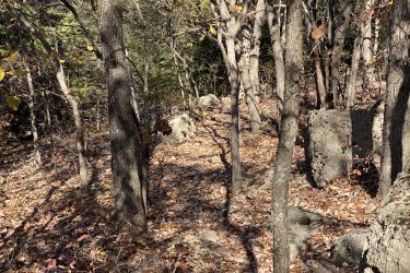 A wooded area in autumn, featuring trees with sparse leaves and a carpet of fallen leaves on the ground. Sunlight filters through the branches, casting shadows on rocky formations among the foliage. Fancy Creek State Park mountain bike trail.