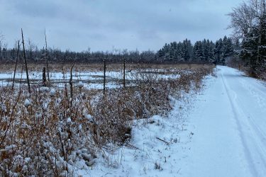 A snowy path winding through a winter landscape, framed by fields covered in fresh snow and sparse vegetation. The overcast sky casts a soft light over the scene, with a dense line of evergreen trees visible in the background.  Luther Marsh mountain bike trail.