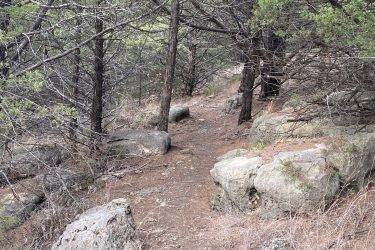 A narrow dirt path winds through a wooded area, surrounded by tall, sparse trees and scattered large rocks. The ground is covered in dry leaves and pine needles, creating a natural, earthy atmosphere. Alcove Springs mountain bike trail.