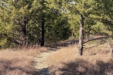A narrow dirt path winding through a forest, flanked by green trees and tall, dry grass in the foreground. Sunlight filters through the foliage, creating a serene, inviting atmosphere. Fancy Creek State Park mountain bike trail.