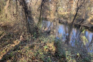 A tranquil scene of a wooded area along a riverbank. The landscape features bare trees with some remaining leaves, intertwined vines, and an array of underbrush. The still water of the river reflects the surrounding foliage and the soft sunlight filtering through the trees, creating a peaceful, natural atmosphere. 23rd St Bike Park mountain bike trail.