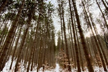 A serene view of a snow-covered forest, showcasing tall pine trees reaching up towards the sky. A narrow path is visible, leading through the trees and bordered by patches of brown foliage. Soft, diffused light filters through the branches, creating a peaceful, wintry atmosphere. Dufferin County mountain bike trail.