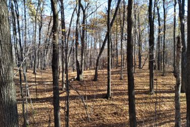 A serene forest scene featuring tall trees with sparse leaves and a carpet of fallen leaves on the forest floor. The clear blue sky is visible through the branches, creating a peaceful autumn atmosphere. Shadows play across the ground as sunlight filters through the trees. Glacial Blue Hills mountain bike trail.