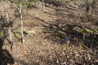 A wooded area with a rocky ground covered in fallen leaves, small trees, and patches of moss. A shallow stream runs through the scene, surrounded by dry foliage and illuminated by dappled sunlight. Drywood Creek Trail mountain bike trail.