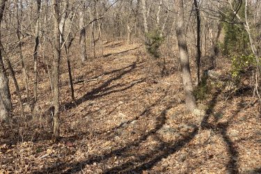 A narrow dirt path winding through a wooded area, with bare trees and fallen leaves covering the ground. Shadows of the trees are visible on the path, and patches of greenery are seen among the foliage. Drywood Creek Trail mountain bike trail.