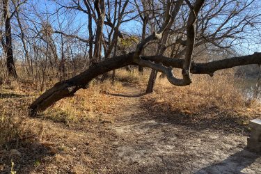 A winding dirt path surrounded by bare trees and dry grass, with a prominent low-hanging branch extending over the trail. The scene is illuminated by bright sunlight under a clear blue sky. Cottonwood River Trail mountain bike trail.