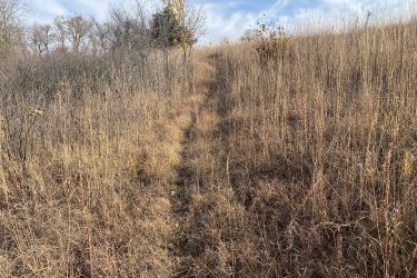 A narrow dirt path winding through tall, dry grasses and sparse vegetation under a blue sky with wispy clouds. The landscape is largely golden and brown, suggesting a late autumn scene. Trees can be seen in the background, some with yellow leaves. Alcove Springs mountain bike trail.