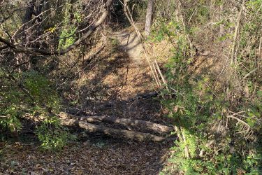 A narrow, winding pathway through a wooded area, surrounded by trees and dense underbrush. The ground is covered with fallen leaves, and a fallen log lies across the path, partially obscured by greenery. Sunlight filters through the branches, creating a serene, natural atmosphere. 23rd St Bike Park mountain bike trail.