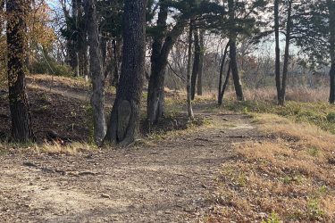 A dirt path winding through a forested area, bordered by trees with sparse leaves and patches of dry grass. A carved wooden figure is visible at the base of one tree, blending into the natural surroundings. 23rd St Bike Park mountain bike trail.