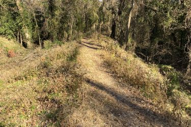 A dirt path winding through a wooded area, bordered by overgrown vegetation and scattered leaves, with sunlight filtering through the trees. The scene captures a tranquil, natural environment. 23rd St Bike Park mountain bike trail.