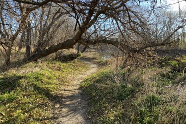 A winding dirt path through a grassy area, flanked by leafless trees and overhanging branches. The scene is illuminated by sunlight, with scattered fallen leaves on the ground and hints of greenery peeking through. A gentle, serene environment leads towards a small body of water in the distance. Cottonwood River Trail mountain bike trail.