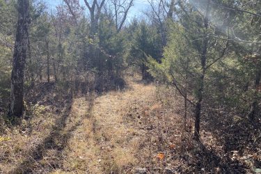 A sunlit path winding through a densely wooded area with a mix of tall trees and underbrush, featuring patches of dry grass and fallen leaves on the ground. The scene captures a tranquil, natural landscape. Drywood Creek Trail mountain bike trail.