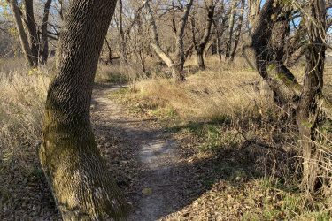 A winding dirt path surrounded by tall grass and bare trees in a sunny forest setting. The scene captures the texture of tree bark and the natural landscape during autumn. Cottonwood River Trail mountain bike trail.
