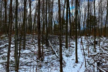 A snowy forest scene featuring tall, bare trees with a clear blue sky. The ground is covered in a thin layer of snow, with patches of brown leaves and fallen branches visible. A narrow, winding path cuts through the woods, suggesting a sense of tranquility and a peaceful outdoor environment. Dufferin County mountain bike trail.