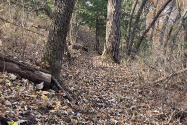 A narrow trail winding through a wooded area, bordered by tall trees and scattered with autumn leaves. The ground is covered with fallen leaves, creating a natural path that leads deeper into the forest. The scene features a mix of greenery and bare branches, indicative of the fall season. Alcove Springs mountain bike trail.