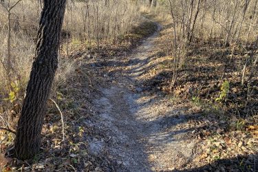 A dirt path winding through a wooded area, bordered by dry grass and fallen leaves. Tall trees are visible in the background, with sunlight filtering through their branches, creating a serene outdoor setting. Cottonwood River Trail mountain bike trail.