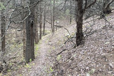 A winding dirt path surrounded by trees in a forested area, with scattered fallen leaves on the ground and rocky terrain visible in the background. The scene depicts a tranquil and natural setting with a mix of leafy and bare trees. Alcove Springs mountain bike trail.
