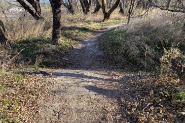 A dirt path winding through a grove of trees, with dry grass and scattered leaves along the edges. The scene is illuminated by sunlight, casting soft shadows on the ground. Cottonwood River Trail mountain bike trail.