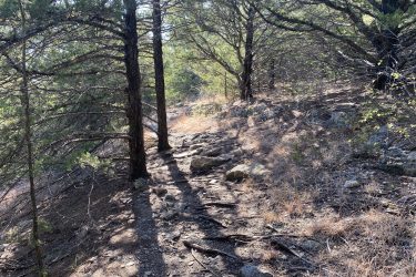 A winding dirt trail surrounded by tall trees and rocky terrain, with sunlight filtering through the branches, casting shadows on the path. The ground is covered in scattered stones and dry grass, creating a natural forest scene. Fancy Creek State Park mountain bike trail.
