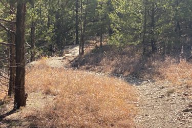 A winding dirt trail through a forest, surrounded by tall trees and dry grass, with sunlight filtering through the foliage. Fancy Creek State Park mountain bike trail.