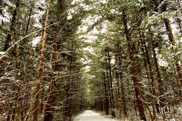 A snow-covered path winding through a forest of tall pine trees, with branches dusted in white. The scene is serene and tranquil, capturing the beauty of winter in nature. Luther Marsh mountain bike trail.