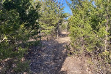 A narrow dirt path winding through a forested area with green pine trees on either side, under a bright blue sky. The ground is mostly bare with some fallen leaves and dry grass. Drywood Creek Trail mountain bike trail.