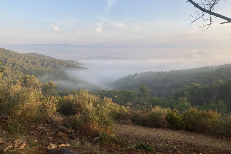 A serene landscape view of a misty valley surrounded by lush green hills, with low-hanging clouds partially obscuring the ground. The sky is a soft blue with wispy clouds, creating a tranquil atmosphere. In the foreground, there are patches of vegetation and fallen logs, adding to the natural scenery.