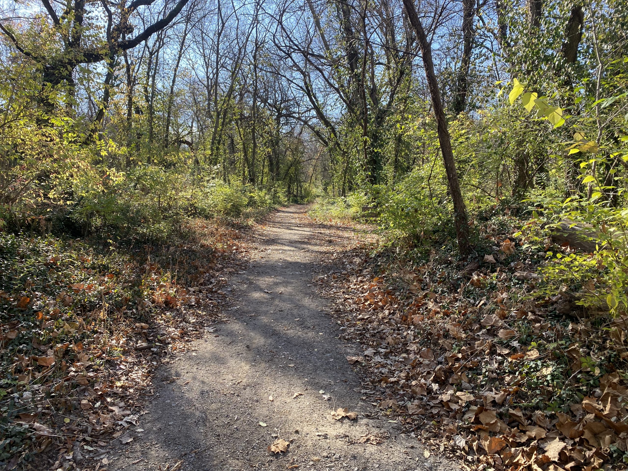 A winding dirt path through a wooded area, lined with trees and shrubs. The ground is covered with fallen leaves, and sunlight filters through the branches, casting soft shadows on the trail. The scene captures the tranquility of a natural setting in autumn. Wilderness Park Trails mountain bike trail.