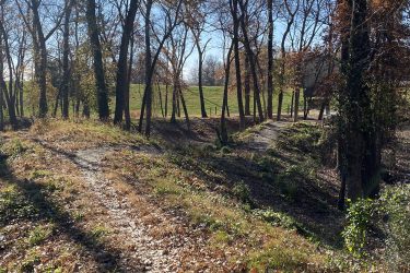 A tranquil outdoor scene featuring a dirt path winding through a wooded area. The landscape includes tall trees with sparse leaves, patches of sunlight filtering through, and a grassy hill in the background. The ground is covered with fallen leaves and greenery, creating a peaceful atmosphere. 23rd St Bike Park mountain bike trail.