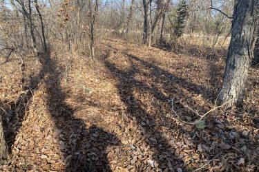 A dirt path surrounded by trees, covered with fallen leaves, casting long shadows in the sunlight on a clear day. Drywood Creek Trail mountain bike trail.