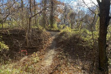 A winding dirt path through a forested area, surrounded by trees with sparse leaves and patches of sunlight filtering through. Brown and green foliage is scattered along the ground, and a hint of red berries adds a pop of color. The path curves to the right, leading into the dense woods. 23rd St Bike Park mountain bike trail.
