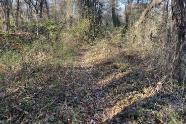 A narrow, overgrown trail surrounded by trees and underbrush, with fallen leaves covering the ground. Sunlight filters through the branches, highlighting the natural foliage in a wooded area during autumn. 23rd St Bike Park mountain bike trail.