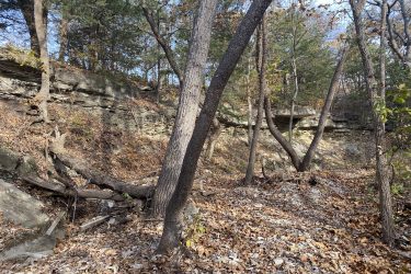 A wooded area featuring large trees and rocky outcrops, with a ground covered in fallen leaves. The scene is bright and shows varying shades of green from the leaves and brown tones from the earth and debris. Alcove Springs mountain bike trail.