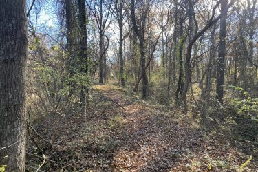 A serene forest pathway surrounded by tall trees, with a carpet of fallen leaves covering the ground. Sunlight filters through the branches, creating dappled light on the trail that winds through the woods. 23rd St Bike Park mountain bike trail.