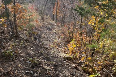 A winding dirt path surrounded by trees and colorful autumn foliage, with fallen leaves scattered on the ground. The scene captures the essence of a tranquil nature trail in a forest setting. Alcove Springs mountain bike trail.