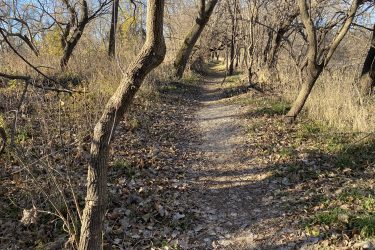 A winding dirt path through a wooded area, flanked by bare trees and tall grass, with fallen leaves lining the ground under a clear blue sky. Cottonwood River Trail mountain bike trail.
