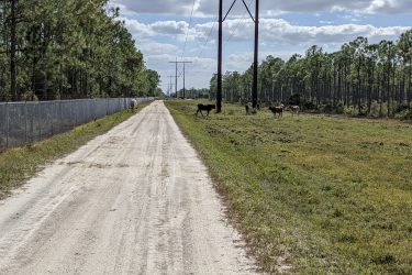 A sandy road running through a rural area, lined with a chain-link fence on one side and a field on the other. Several cows are grazing in the grassy area next to the road, with tall trees and power lines in the background under a partly cloudy sky. Yucca Pens Unit State Wildlife Management Area mountain bike trail.