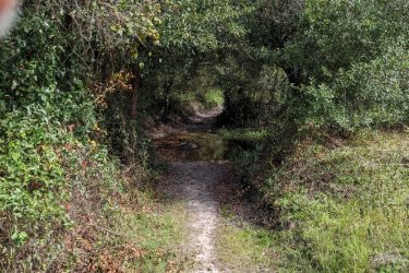A narrow dirt path winding through a lush green forest, flanked by dense foliage on both sides. Sunlight filters through the tree canopy above, creating a dappled light effect on the ground. The path leads deeper into the woods, suggesting a serene and natural environment. Live Long and Prosper mountain bike trail.