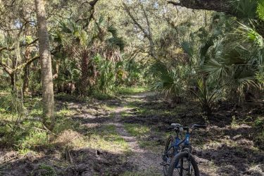 A winding dirt path through a lush, green forest, with a mountain bike positioned on the trail. Tall trees and dense foliage frame the scene, indicating a tranquil outdoor setting. Sunlight filters through the leaves, creating a dappled light effect on the ground. Live Long and Prosper mountain bike trail.