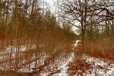 A snow-covered path winding through a winter forest, flanked by bare trees and shrubs. The scene is calm and quiet, with overcast skies above. Blind Line mountain bike trail.