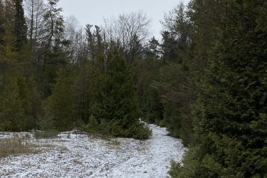 A winding path through a snowy forest, bordered by tall evergreen trees and sparse patches of bare ground, under a cloudy sky. Coulson's Hill mountain bike trail.