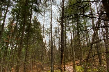 A wooded path winding through a forest, surrounded by tall trees and sparse greenery. Some patches of snow linger on the ground, and the sky appears overcast, creating a tranquil, early spring atmosphere. Coulson's Hill mountain bike trail.