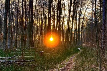 A sun setting through a wooded area, with tall, bare trees lining a winding dirt path. The warm light of the sunset casts a golden glow, illuminating parts of the forest floor covered in leaves and grass. Ravenshoe / Brownhill mountain bike trail.