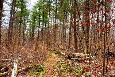 A winding dirt trail through a forest, lined with tall pine trees and bare branches. The ground is covered with fallen leaves, small plants, and patches of snow. Some fallen logs and underbrush are visible along the path, creating a serene and rustic woodland scenery. Coulson's Hill mountain bike trail.