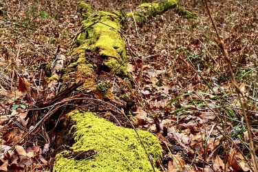 A moss-covered log lying on the forest floor surrounded by fallen leaves and trees in the background, creating a serene woodland scene. Pinery Provincial Park mountain bike trail.