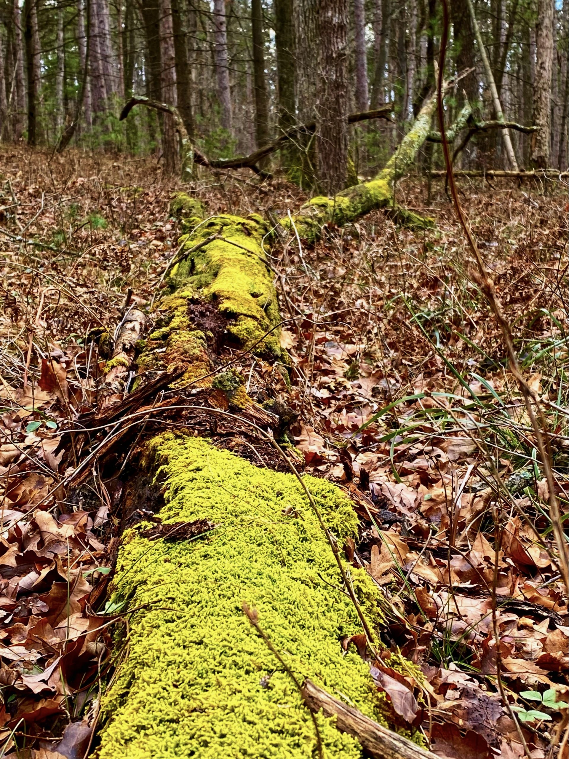 A moss-covered log lying on the forest floor surrounded by fallen leaves and trees in the background, creating a serene woodland scene. Pinery Provincial Park mountain bike trail.