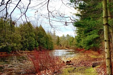 A tranquil nature scene showing a dirt path alongside a calm stream. The banks are lined with a mix of greenery and bare trees, with some red bushes adding color. The sky is overcast, indicating an impending change in weather. The path is slightly muddy, suggesting recent rain, and the overall atmosphere is serene and inviting for a peaceful walk in the woods. Pinery Provincial Park mountain bike trail.