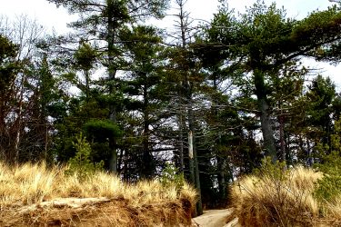A sandy path winding through a coastal forest, with tall pine trees and patches of grass at the edges. The sky is overcast, creating a moody atmosphere. Pinery Provincial Park mountain bike trail.