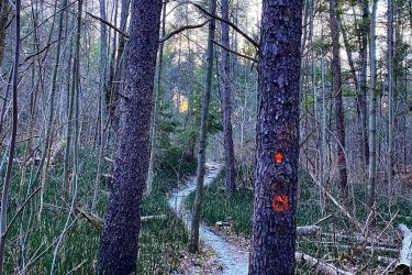 A winding gravel path through a forest, flanked by tall trees with textured bark. An orange trail marker is visible on one of the trees, and the background features a mix of bare branches and evergreen foliage, indicative of a tranquil woodland setting. Ravenshoe / Brownhill mountain bike trail.